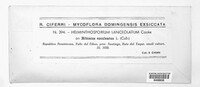 Paratomenticola lanceolata image